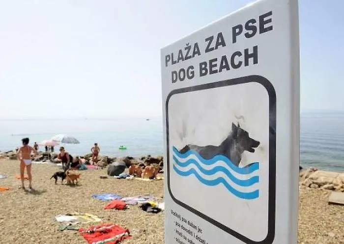 Daire Artemus Karliva